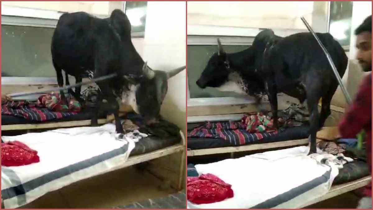 BULL ENTERED MOTHER WARD