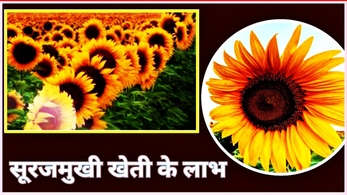 Sunflower cultivation in Haryana