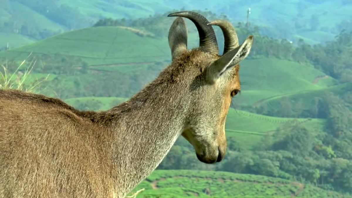 ERAVIKULAM NATIONAL PARK  ERAVIKULAM PARK TOURISM  IDUKKI TOURISM  ഇരവികുളം സന്ദര്‍ശകര്‍ക്ക് വിലക്ക്