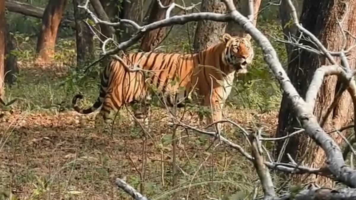 A tiger at Madhya Pradesh's largest tiger reserve Veerangana Durgavati (Nauradehi) Tiger Reserve