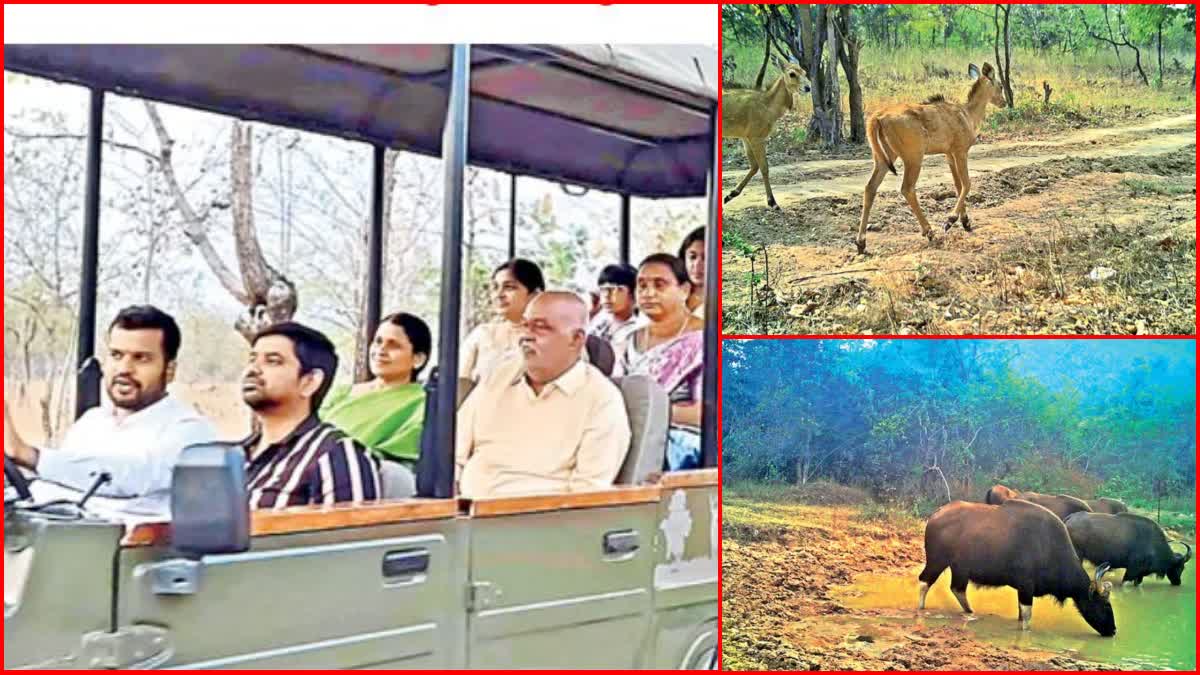 Another Jungle Safari Started In Adilabad