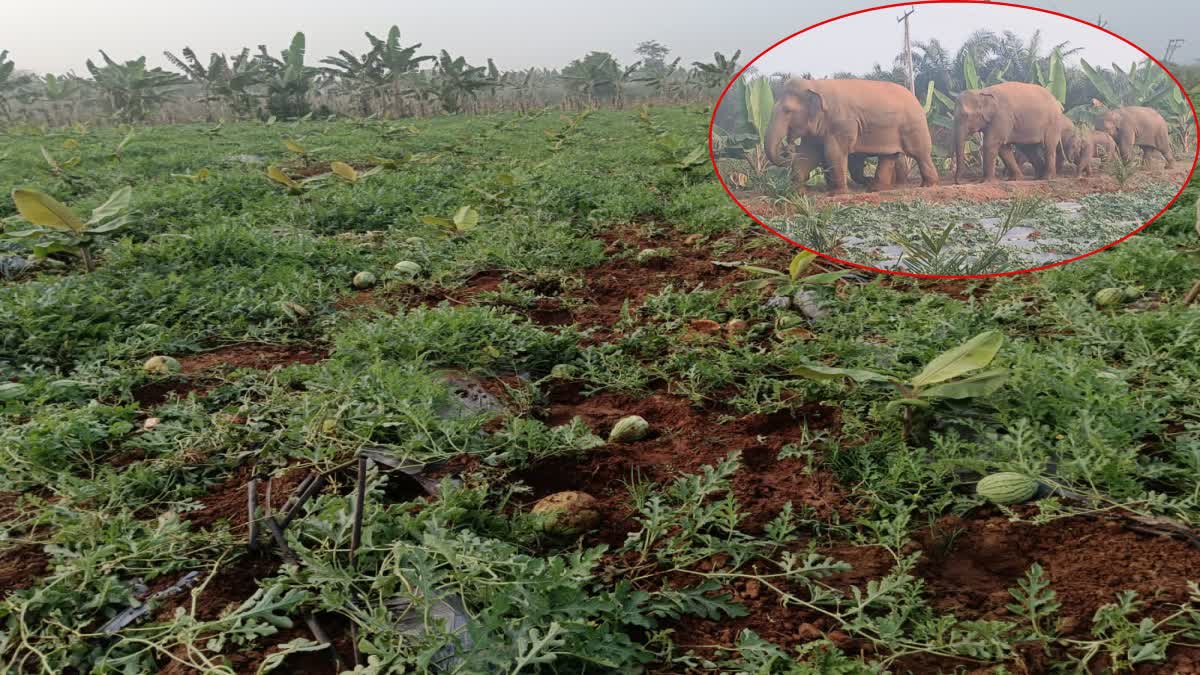 Elephants_Destroy_Crop_Fields