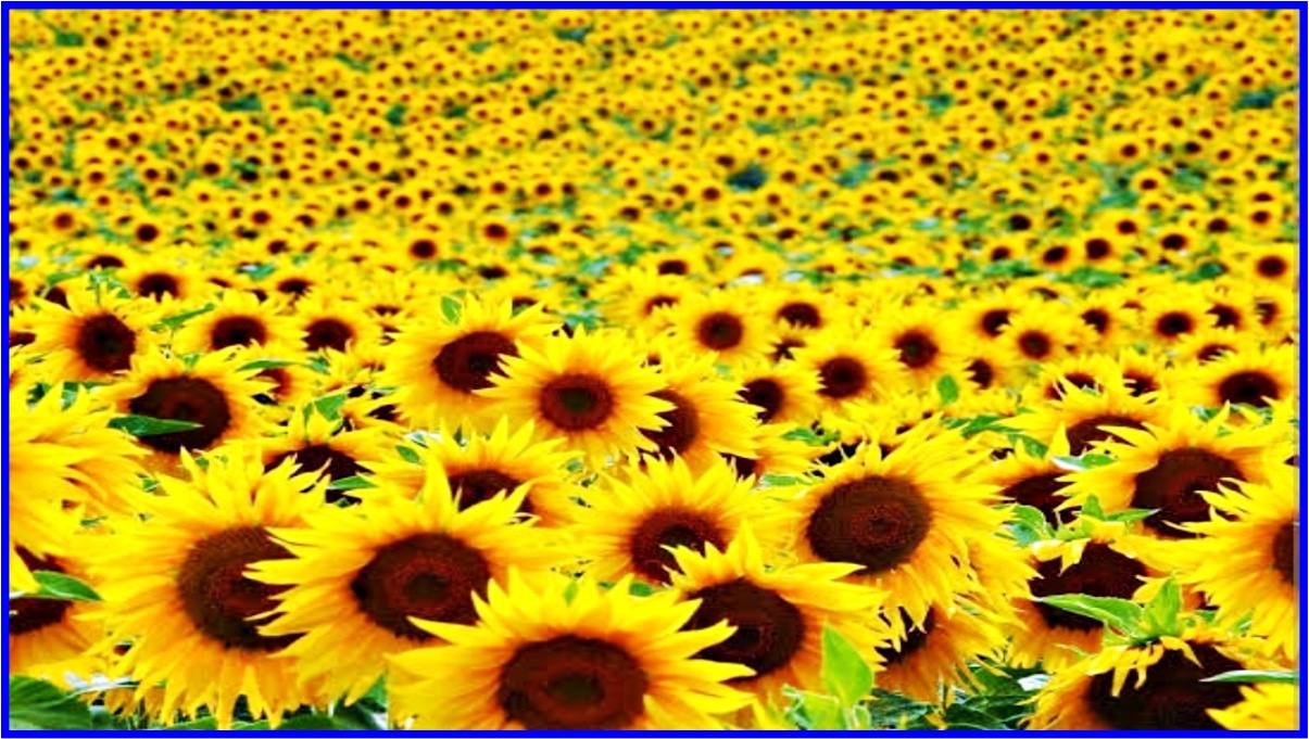 Sunflower cultivation in Haryana