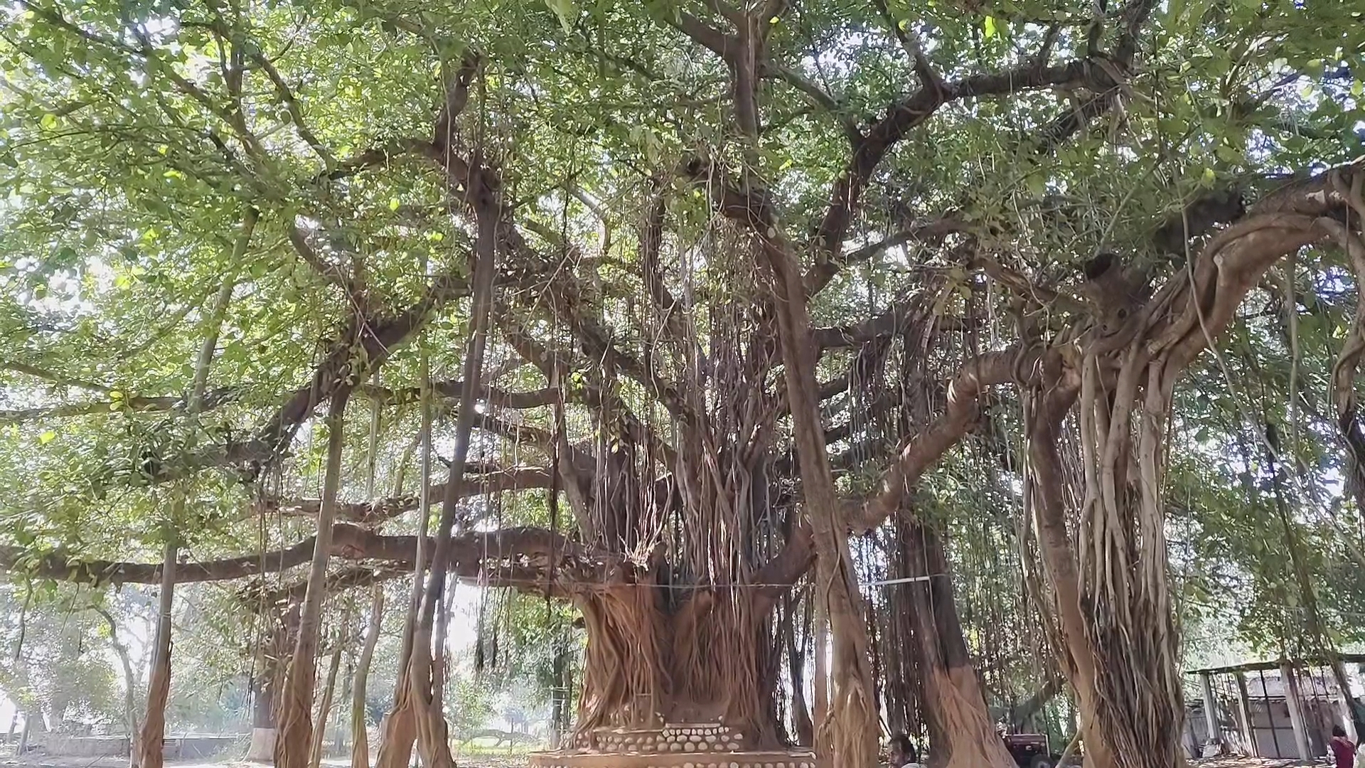 PANNA 300 YEARS OLD BANYAN TREE