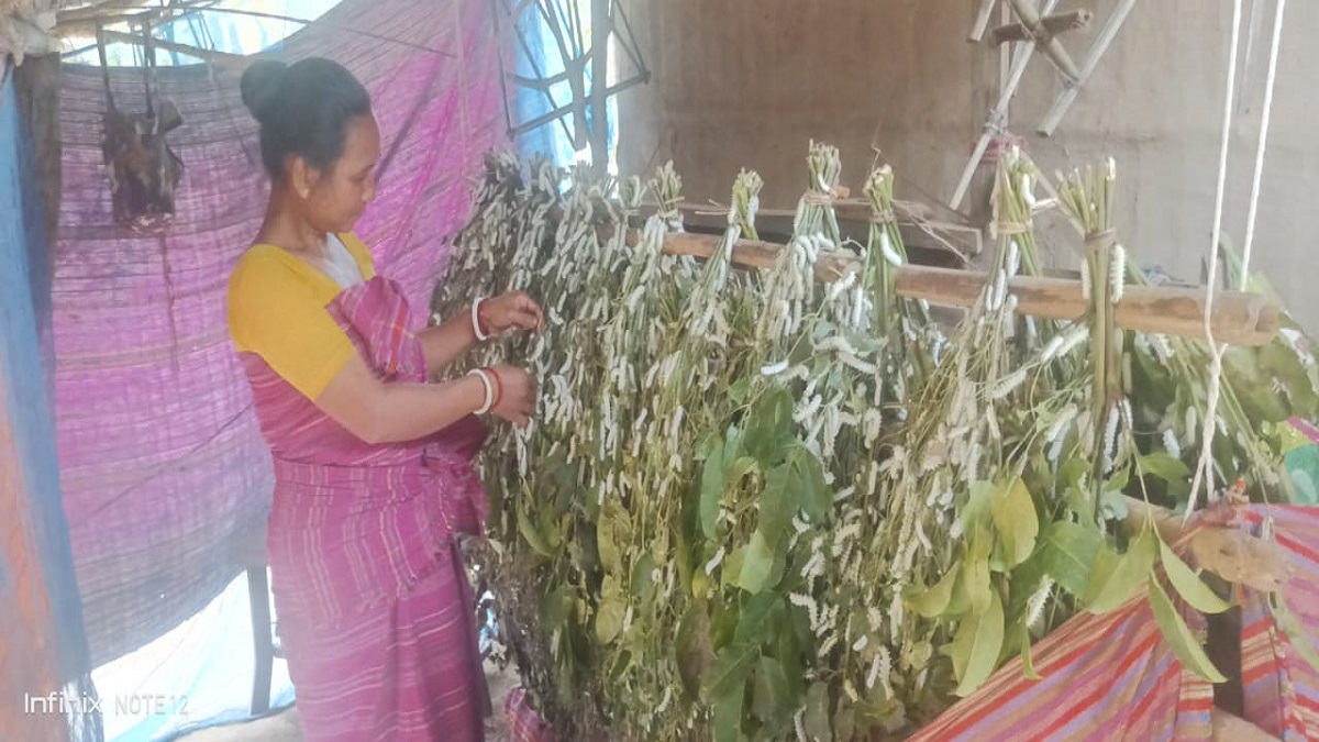 School dropouts from Assam’s Bodoland region have become a source of inspiration for others after adopting a scientific method of silkworm rearing