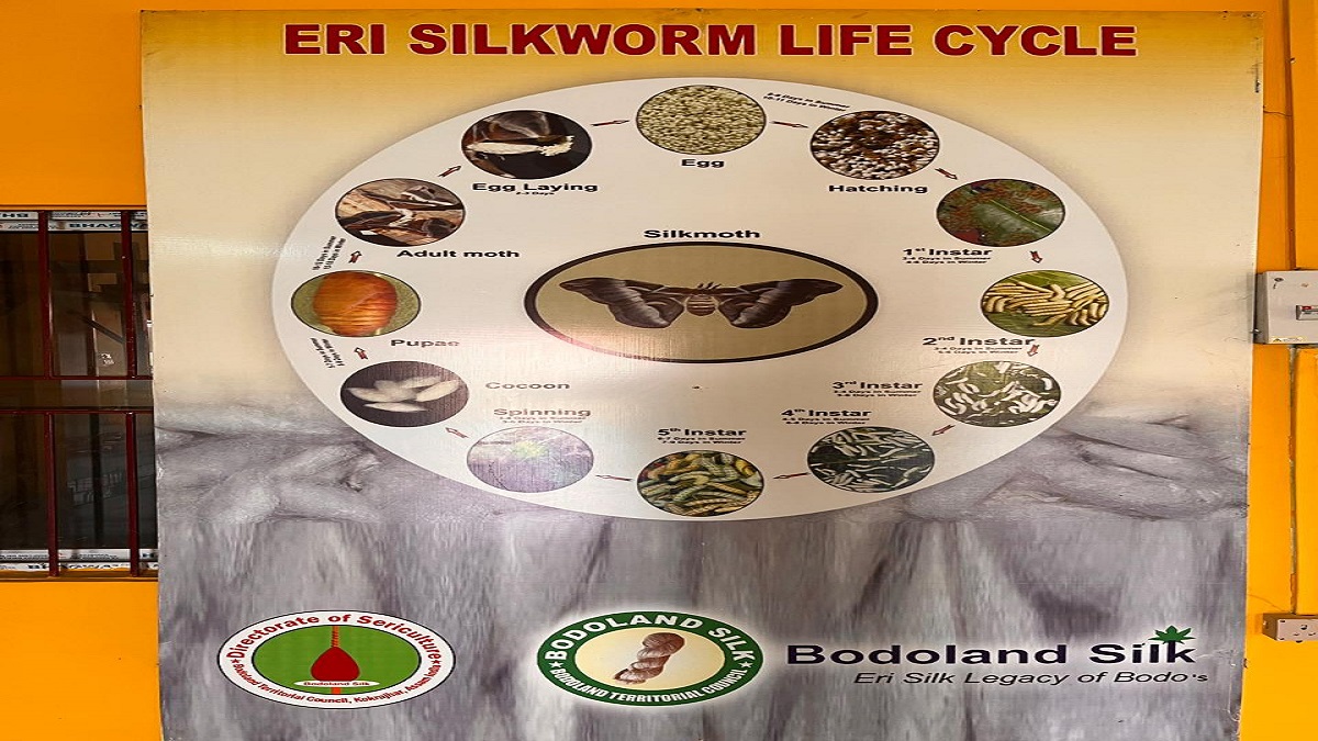 School dropouts from Assam’s Bodoland region have become a source of inspiration for others after adopting a scientific method of silkworm rearing