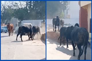 Fight between two bulls in Fatehabad