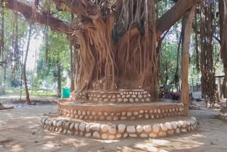 PANNA BANYAN TREE  PROP ROOTS