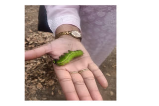 School dropouts from Assam’s Bodoland region have become a source of inspiration for others after adopting a scientific method of silkworm rearing