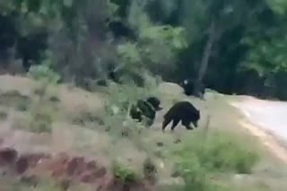 The bears are fighting.