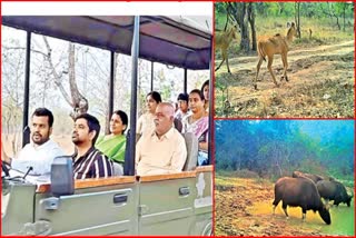 Another Jungle Safari Started In Adilabad