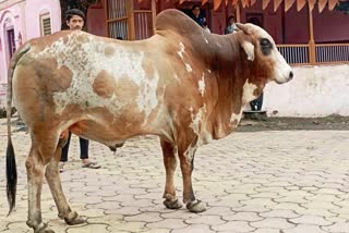 BURHANPUR NANDI BULL MISSING