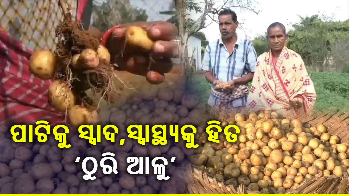 Potatos cultivation Kandhamal