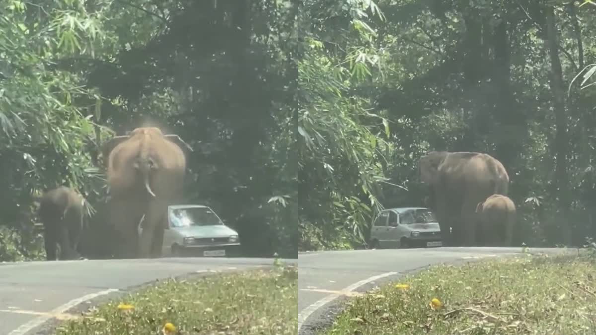 WILD ELEPHANT ATTACK THRISSUR  WILD ELEPHANT ATTACK  ELEPHANT ATTACKED CAR  MALAKKAPPARA ELEPHANT ATTACK