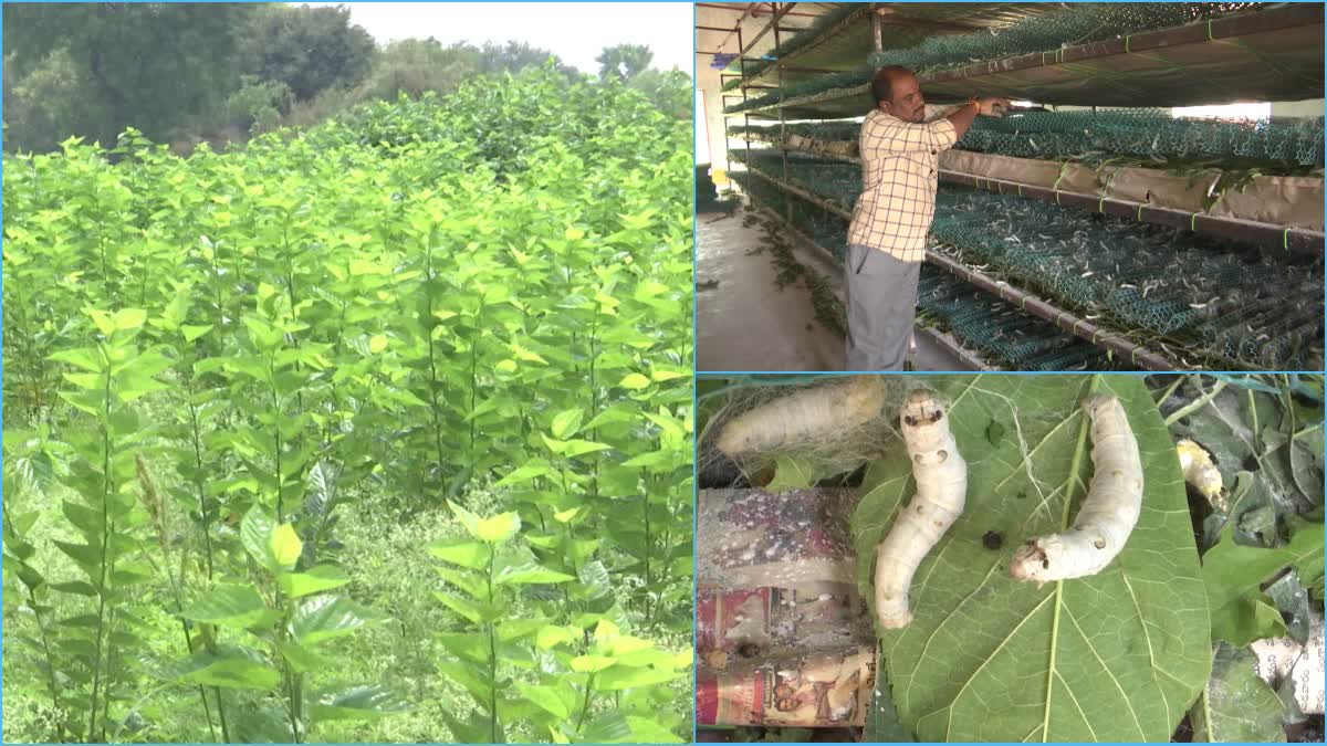 Farmers Success In Mulberry Cultivation