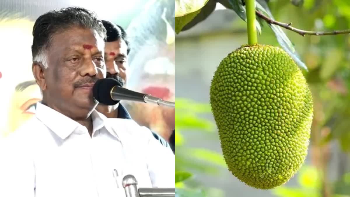 jackfruit-symbol-allocate-for-ramanathapuram-bjp-alliance-candidate-o-panneerselvam