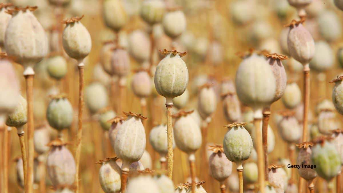 Sagar Opium illegal Plantation