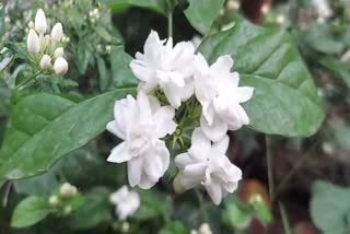 Jasmine cultivation
