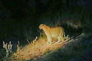 Leopard Near Khongapani