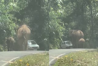 WILD ELEPHANT ATTACK THRISSUR  WILD ELEPHANT ATTACK  ELEPHANT ATTACKED CAR  MALAKKAPPARA ELEPHANT ATTACK