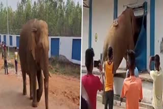 Elephant attacks Rice Mill