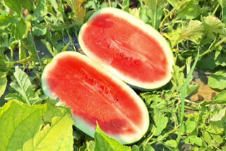 WATERMELON CULTIVATION  WATERMELON  FARMING  AGRICULTURE