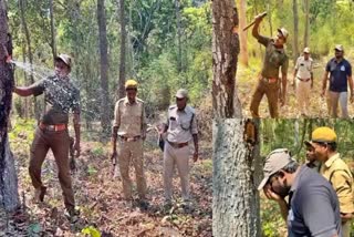 WATER FROM TREE IN ALLURI DISTRICT  WATER COMING FROM TREE  ALLURI DISTRICT  VIDEO VIRAL