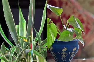 Best Indoor Plants For Home