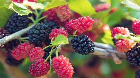 MULBERRY CULTIVATION  GOOD PROFITS  EARN MONEY  FARMERS OF CHANDLAPUR IN SIDDIPET