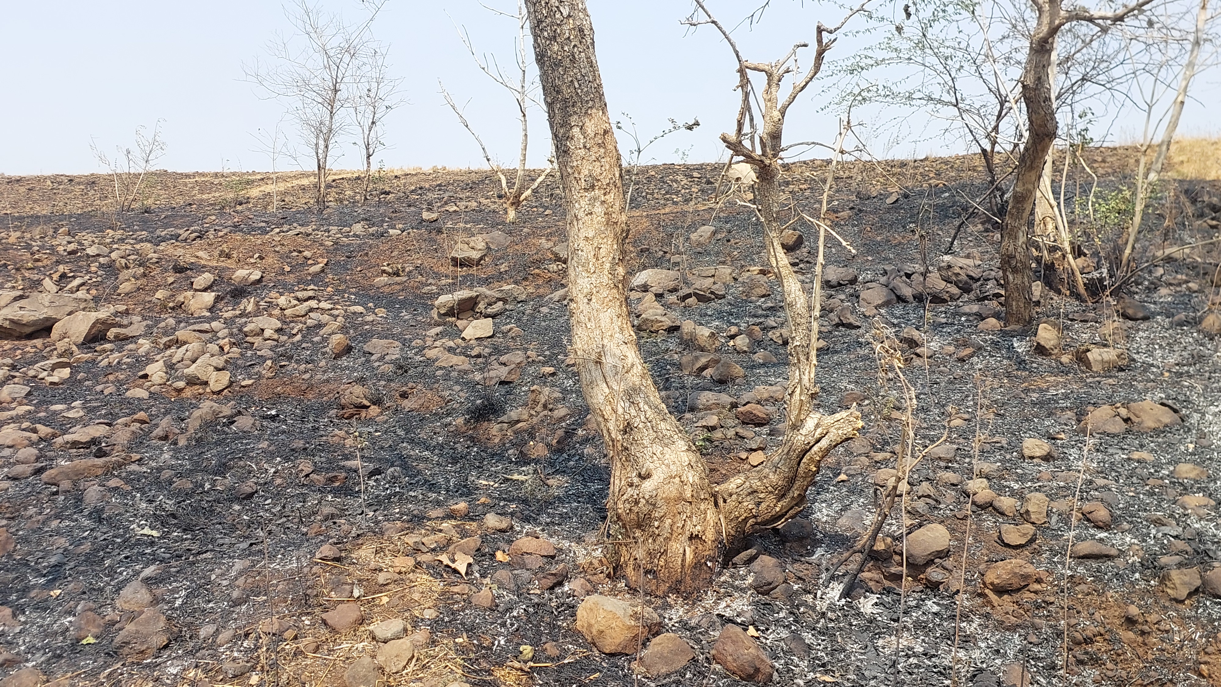 Fire Jhabua Naldi forest damage
