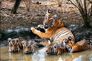TIGRESS TRAINED CUBS FOR HUNTING