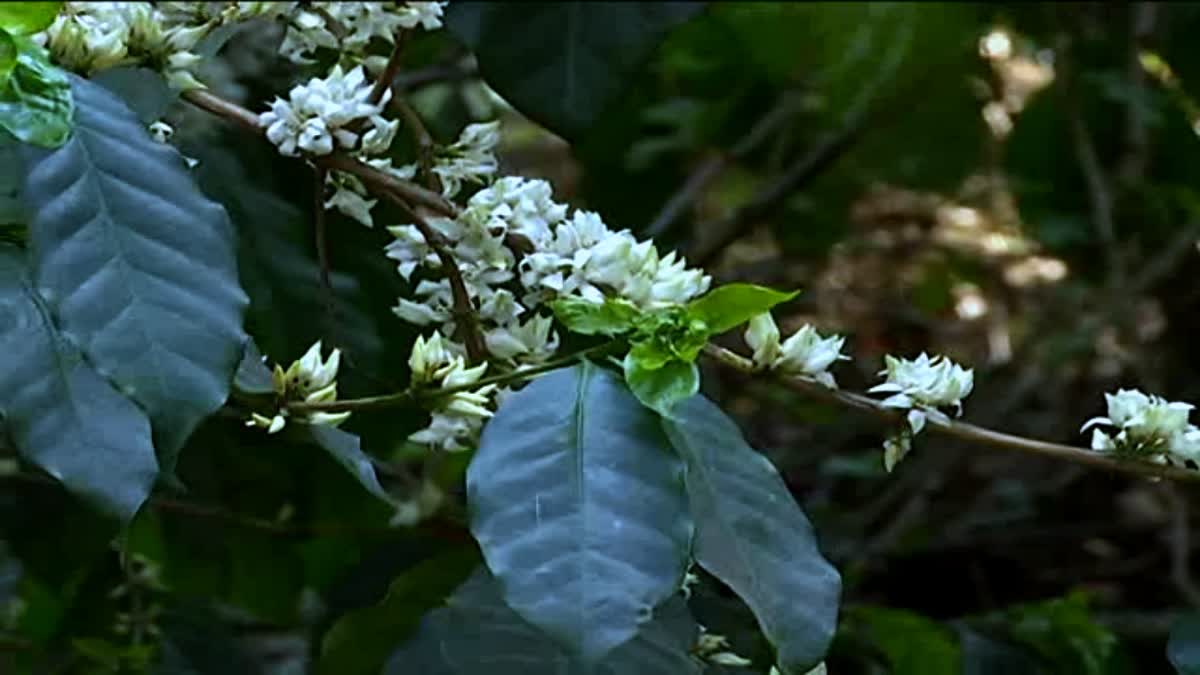 ಕಾಫಿ ಹೂವಿನ ಸುವಾಸನೆ