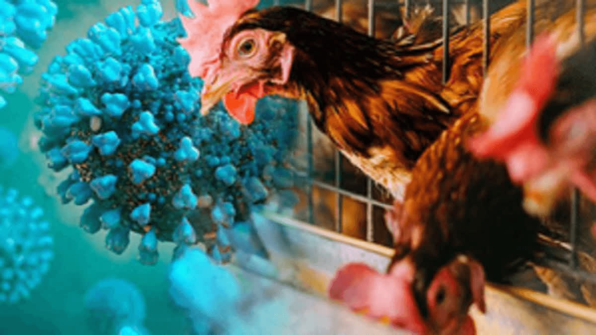 bird flu virus mutations show it may be inching closer to humans,