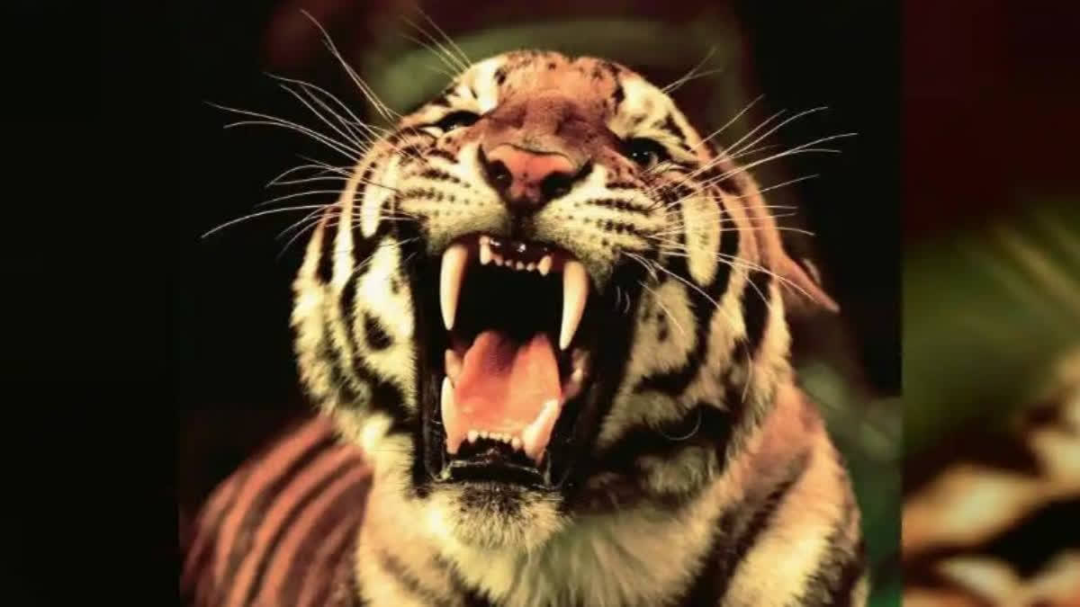 A nine-year-old tiger that killed six people in Chandrapur district of Maharashtra has been caged, marking the end of a two-month operation to capture the elusive big cat. The tiger had killed four people in Central Chanda and two others in Chandrapur.