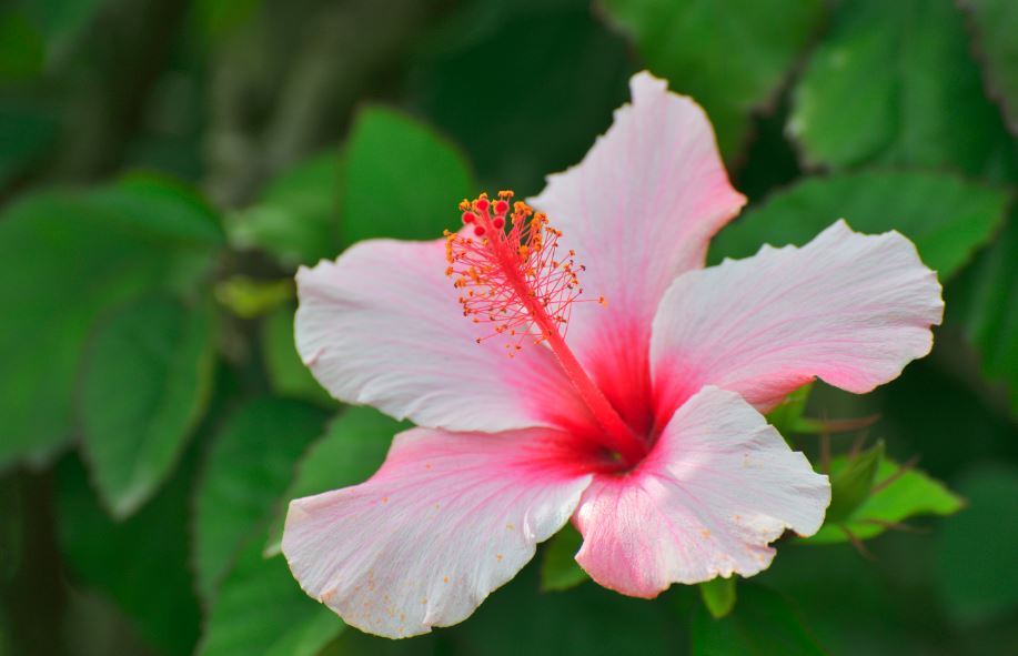 edible flowers health benefits