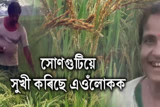 BORO PADDY CULTIVATION