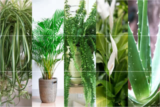 indoor-plants-for-home-cooling-the-best-houseplants-to-keep-your-home-cool