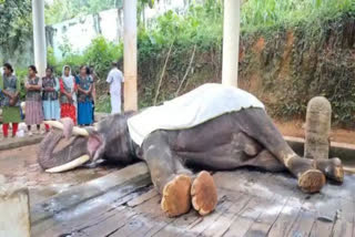 KODANAD NEELKANDAN ELEPHANT  ELEPHANT IN KONNI  ELEPHANT DIED  ആന കോടനാട് നീലകണ്‌ഠൻ ചരിഞ്ഞു