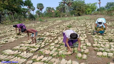 କେନ୍ଦୁପତ୍ର ବିକାଳିଙ୍କୁ ମିଳୁନି ଉଚିତ ପ୍ରାପ୍ୟ, ସାହାରା ପାଲଟିଛି ଗ୍ରାମସଭା