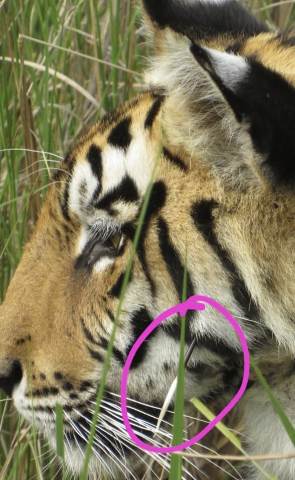 Tigers Injured Kanha Tiger Reserve