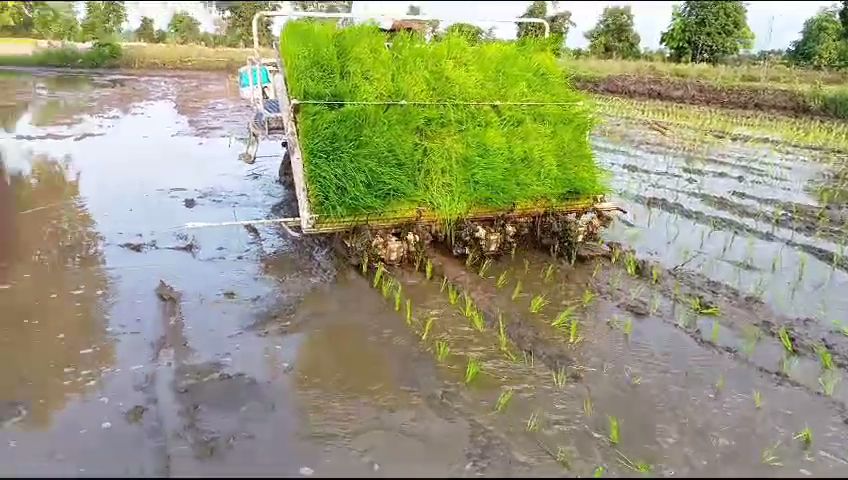 Bumper grant on paddy machine
