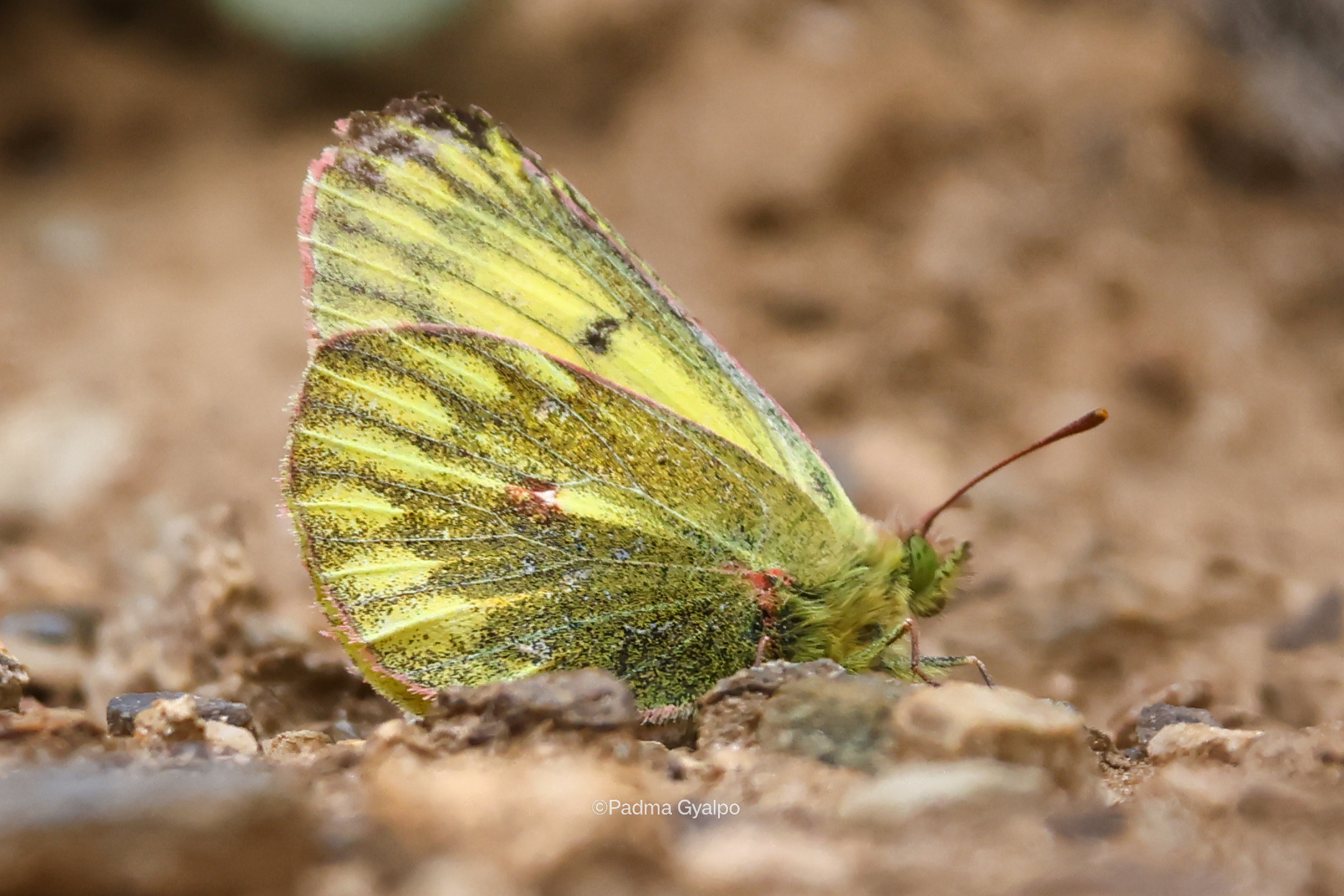 From Birding To Butterflies: Padma Gyalpo Documents Rare Butterfly Species In Ladakh