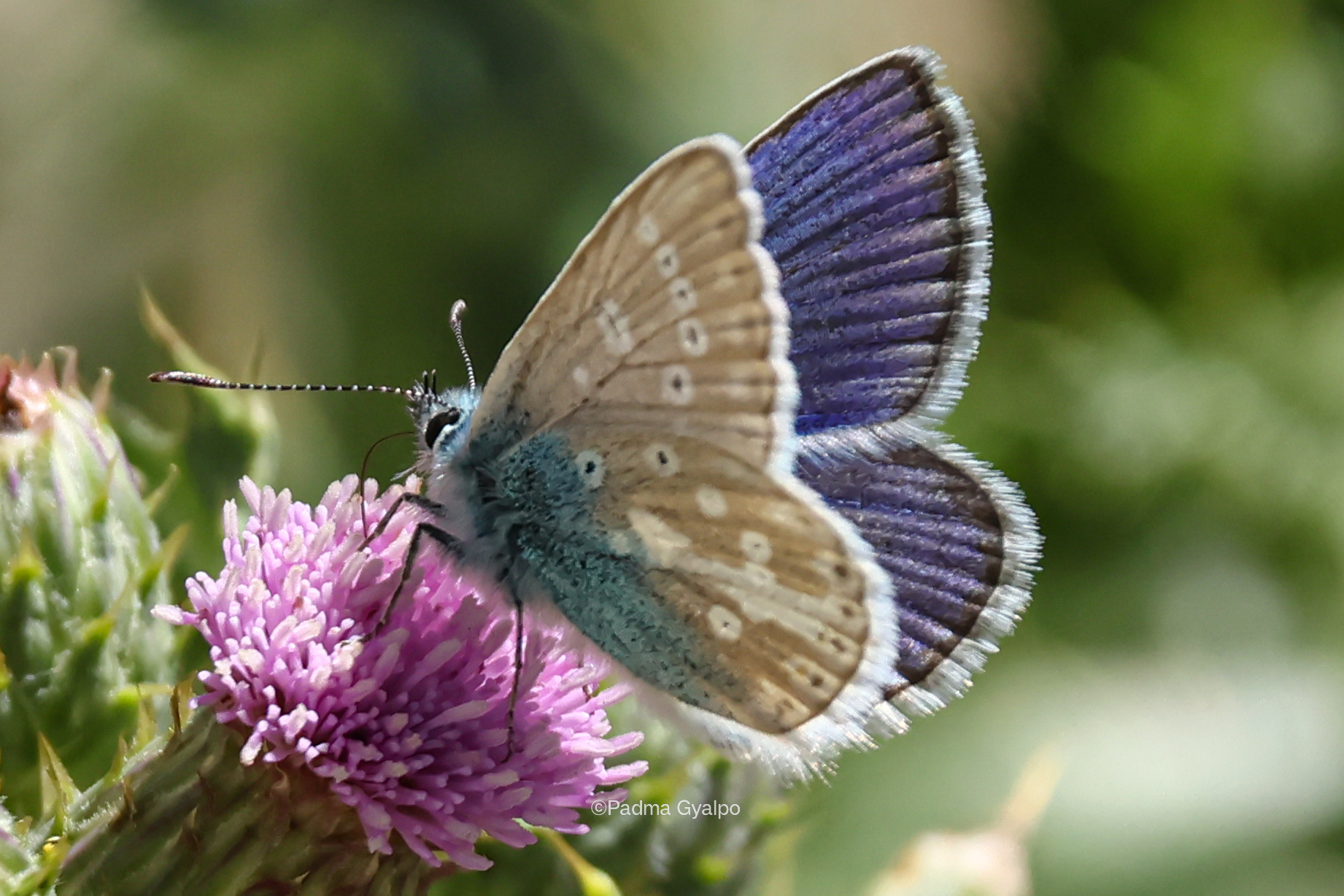 From Birding To Butterflies: Padma Gyalpo Documents Rare Butterfly Species In Ladakh