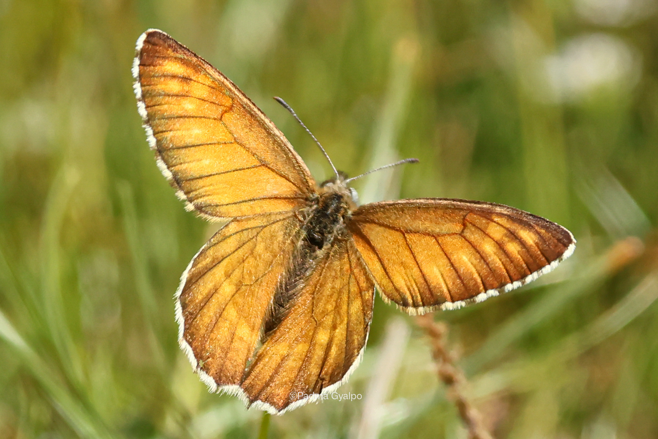 From Birding To Butterflies: Padma Gyalpo Documents Rare Butterfly Species In Ladakh