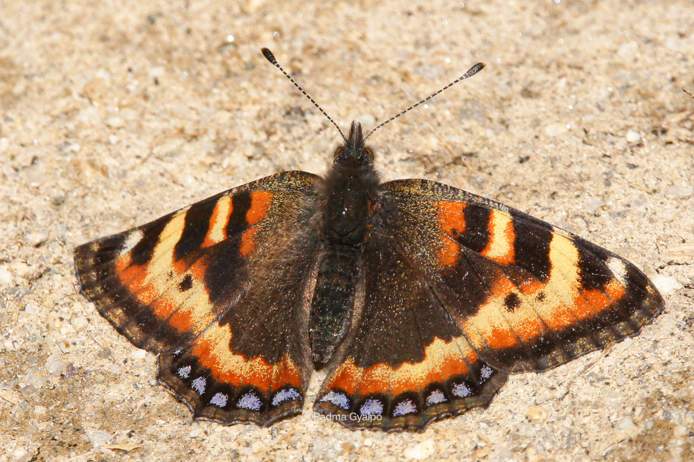 From Birding To Butterflies: Padma Gyalpo Documents Rare Butterfly Species In Ladakh