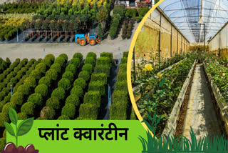 पौधों को क्वारंटीन करना क्यो जरूरी है?