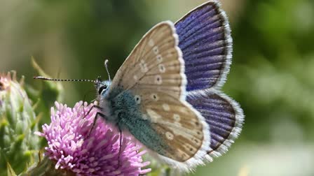 From Birding To Butterflies: Padma Gyalpo Documents Rare Butterfly Species In Ladakh