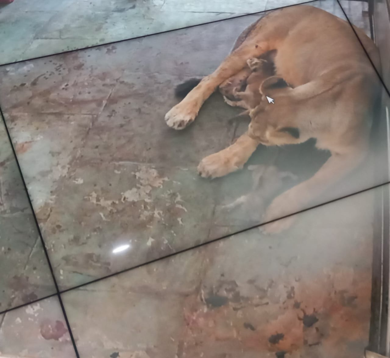 शेरनी महागौरी के चार शावकों में से एक की मौत