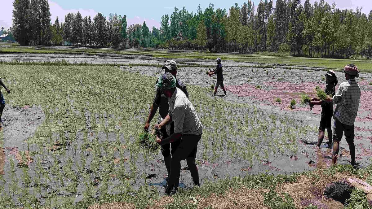 IRRIGATION PROBLEM IN PULWAMA