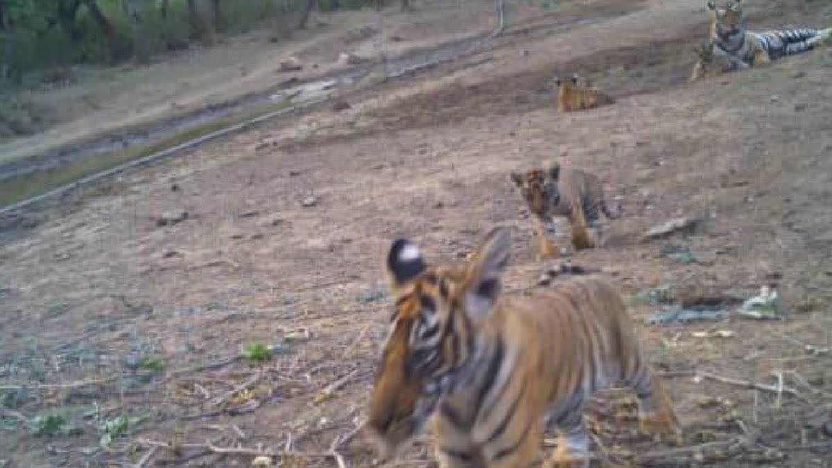 Tiger Tally Reaches 40 In Sariska As Five New Cubs Spotted Today, Two Sighted Yesterday